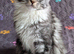TICA Maine Coon Kittens Champion Sired
