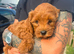 Cockapoo