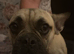 Frug dog