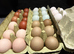 Olive Egger Unsexed grower 1 left