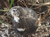 Black & white coturnix quail