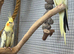 Male cockatiels