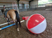 Beautiful dun gelding