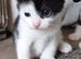 Kittens for sale