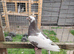Racing pigeon for sale