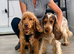STUNNING SHOW COCKER SPANIEL PUPPIES