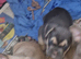 2 male french bulldog