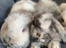 Mini lop litter. Ready 27th June