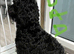 ONLY 2 female black cockapoos LEFT one all black one with a white chest