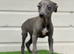 Whippet pups
