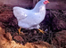 Wyandotte Bantam Pullets (Females)