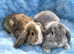 Last baby mini lop