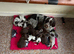 Beautiful sprointer pups price from £700 each!!