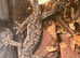 South West Spiny Tail Gecko (Strophurus Springerus) at Birmingham Reptiles