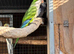 Proven cock bird