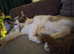 pure ragdoll female bi colour