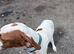 ONE YEAR OLD ENGLISH POINTER