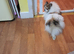 Bear in need of a loving caring new home