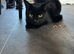 2 year old female
