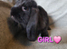 Mini lop 3 girls 4 boys left