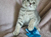 Blue and Blue Golden British shorthair