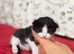 Absolutely gorgeous kittens girl & boy