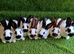 Continental Giants / Papillon Giants