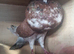 4 pigeons