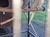 Pair of cockatiels