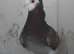 Fancy pigeons