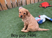 Stunning litter of Cavachon pups