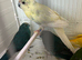 Kakarikis