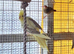 Cockatiels for sale