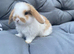 MINI LOPS BUNNIES