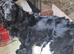 Kc registered cocker pups