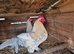 Booted Bantams chicks