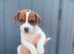 Parsons jack Russell