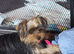 Yorkshire Terrier puppies available from Licensed Breeder.