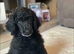 Standard poodle puppies