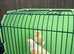 Mosaic canaries
