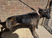 German Shepherd x Dutch Shepherd Female