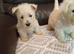 Westie puppies