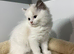 Ragdoll Kittens