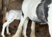 Mare and foal for sale