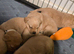 Labrador puppies