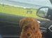 Miniature toy poodle