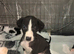 saluki grays