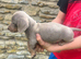 MINATURE DASCHSHUND PUPPIES READY TO GO NOW