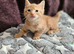 Beautiful ginger kittens