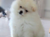 Female Teddy Bear Pomeranian Puppy Croydon